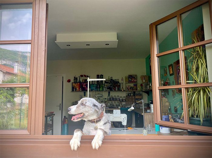 Le chien à la fenêtre ouverte surveille l'extérieur de l'atelier